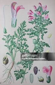 Attēlu rezultāti vaicājumam “Pedicularis palustris flower”