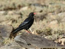 Image result for Pyrrhocorax pyrrhocorax