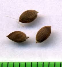 Attēlu rezultāti vaicājumam “Carex limosa fruit”