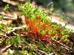 Attēlu rezultāti vaicājumam “Pohlia nutans”