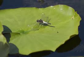 Attēlu rezultāti vaicājumam “Leucorrhinia caudalis”