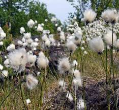 Attēlu rezultāti vaicājumam “Eriophorum latifolium leaf”