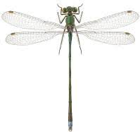 Attēlu rezultāti vaicājumam “Lestes virens”