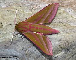 Attēlu rezultāti vaicājumam “Deilephila elpenor imago”