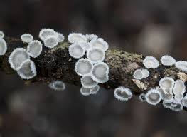 Attēlu rezultāti vaicājumam “Lachnella alboviolascens”