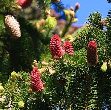 Attēlu rezultāti vaicājumam “Picea abies fruit”