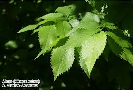 Attēlu rezultāti vaicājumam “Ulmus minor”