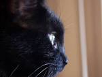black cat in public domain - via Daymix