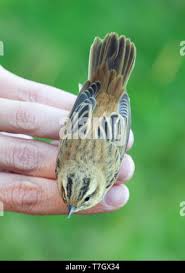 Attēlu rezultāti vaicājumam “Acrocephalus schoenobaenus adult”