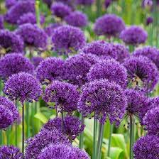 Attēlu rezultāti vaicājumam “Allium holandicum flower”