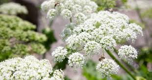 Attēlu rezultāti vaicājumam “Heracleum sphondylium subsp. sibiricum”