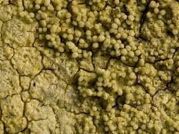 Attēlu rezultāti vaicājumam “Pertusaria flavida”