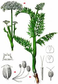 Attēlu rezultāti vaicājumam “Cnidium dubium”