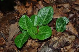 Attēlu rezultāti vaicājumam “Pyrola rotundifolia leaf”