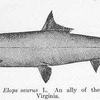 Image result for Elops saurus