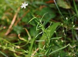 Attēlu rezultāti vaicājumam “Stellaria palustris”