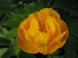 Attēlu rezultāti vaicājumam “Trollius europaeus”