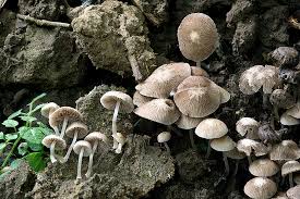 Attēlu rezultāti vaicājumam “Psathyrella pygmaea”