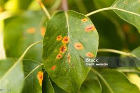 Attēlu rezultāti vaicājumam “Gymnosporangium sabinae”