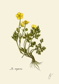 Attēlu rezultāti vaicājumam “Ranunculus repens flower”