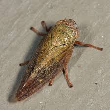 Attēlu rezultāti vaicājumam “Aphrophora salicina”