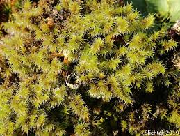Attēlu rezultāti vaicājumam “Racomitrium canescens sporophyte”