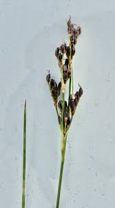 Attēlu rezultāti vaicājumam “Juncus gerardii bud”