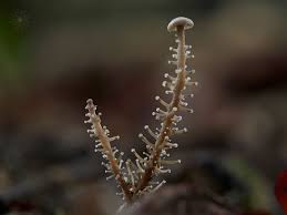 Attēlu rezultāti vaicājumam “Colloderma robustum spores”