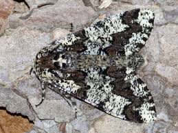 Attēlu rezultāti vaicājumam “Biston strataria”