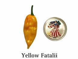 Afbeeldingsresultaat voor yellow fratali hot pepper