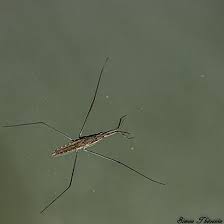 Attēlu rezultāti vaicājumam “Aquarius najas”