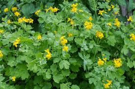 Attēlu rezultāti vaicājumam “Chelidonium majus”