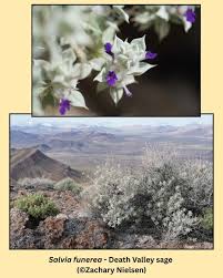 Attēlu rezultāti vaicājumam “Pleurocarpous mosses sporophyte”