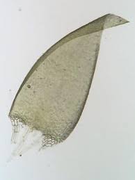 Attēlu rezultāti vaicājumam “Calliergonella lindbergii”