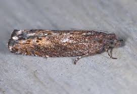 Attēlu rezultāti vaicājumam “Lyonetiidae”