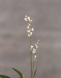 Attēlu rezultāti vaicājumam “Sphacelotheca hydropiperis”