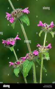 Attēlu rezultāti vaicājumam “Clinopodium vulgare”