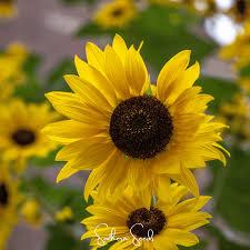 Image result for Helianthus annuus