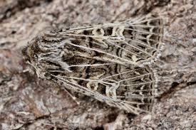 Attēlu rezultāti vaicājumam “Tholera decimalis male”