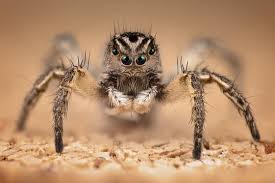 Attēlu rezultāti vaicājumam “Aelurillus v-insignitus”