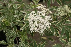 Attēlu rezultāti vaicājumam “Sambucus nigra flower”