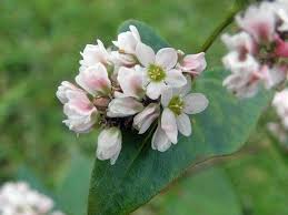 Attēlu rezultāti vaicājumam “Fagopyrum esculentum leaf”