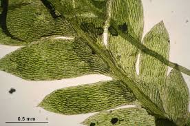 Attēlu rezultāti vaicājumam “Schistostega pennata”