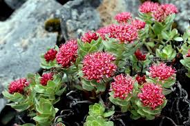 Attēlu rezultāti vaicājumam “Rhodiola rosea”
