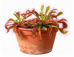 Attēlu rezultāti vaicājumam “Droseraceae”