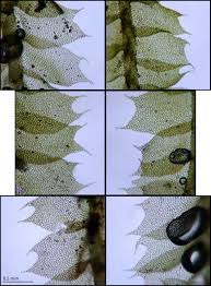 Attēlu rezultāti vaicājumam “Lophocolea minor”