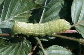 Attēlu rezultāti vaicājumam “Amphipyra pyramidea”