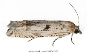 Attēlu rezultāti vaicājumam “Eucosma aspidiscana”