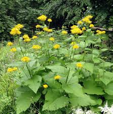 Attēlu rezultāti vaicājumam “Telekia speciosa”