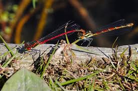 Attēlu rezultāti vaicājumam “Pyrrhosoma nymphula”